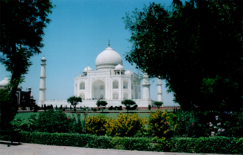 Taj Mahal mellem parkens trer.